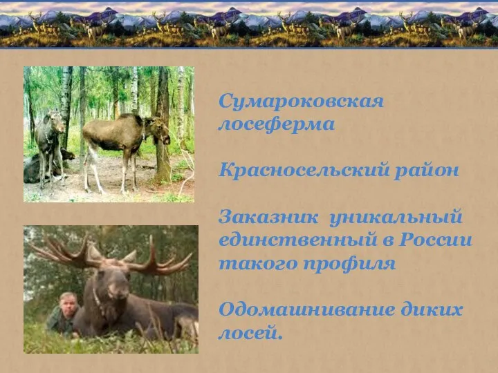 Сумароковская лосеферма Красносельский район Заказник уникальный единственный в России такого профиля Одомашнивание диких лосей.