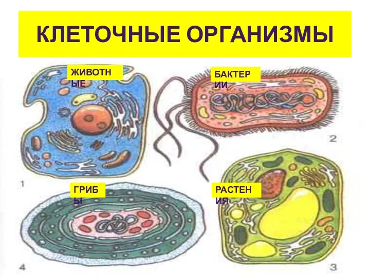 КЛЕТОЧНЫЕ ОРГАНИЗМЫ ЖИВОТНЫЕ БАКТЕРИИ ГРИБЫ РАСТЕНИЯ