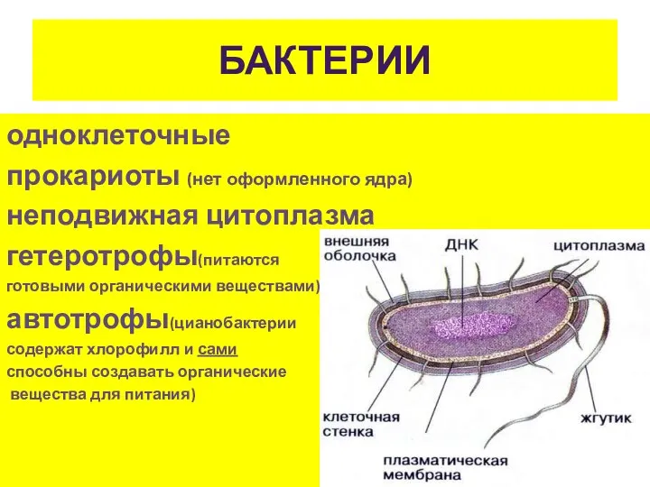 БАКТЕРИИ одноклеточные прокариоты (нет оформленного ядра) неподвижная цитоплазма гетеротрофы(питаются готовыми органическими веществами) автотрофы(цианобактерии
