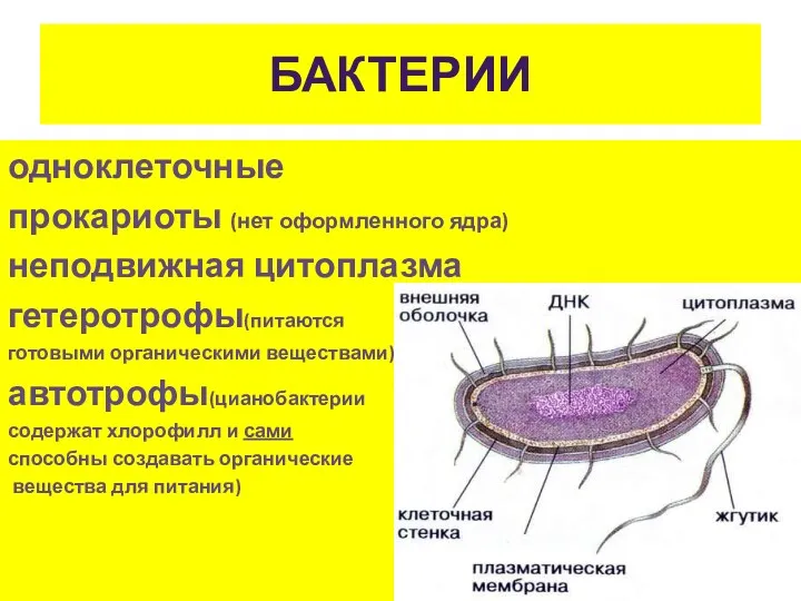 БАКТЕРИИ одноклеточные прокариоты (нет оформленного ядра) неподвижная цитоплазма гетеротрофы(питаются готовыми