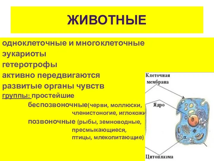 ЖИВОТНЫЕ одноклеточные и многоклеточные эукариоты гетеротрофы активно передвигаются развитые органы