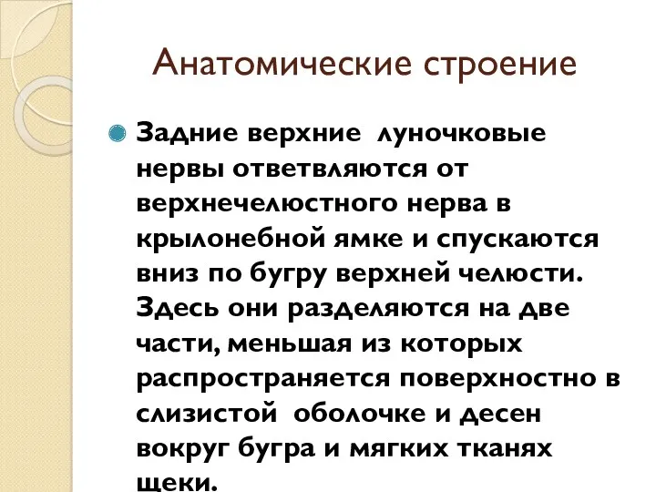 Анатомические строение Задние верхние луночковые нервы ответвляются от верхнечелюстного нерва