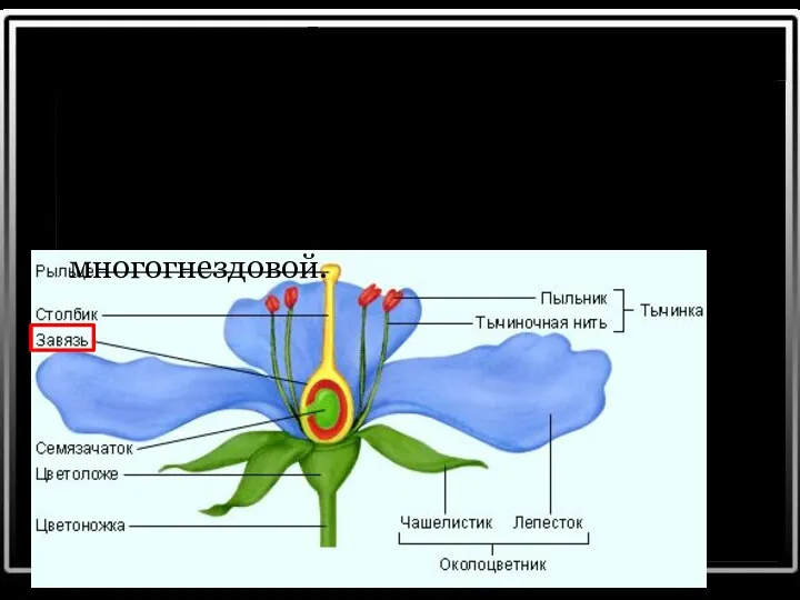 Завязь Завязь — нижняя утолщенная часть пестика. Внутри нее расположена