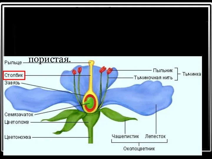 Столбик Столбик — средняя часть пестика. Он соединяет завязь и рыльце. Внутренняя часть его пористая.