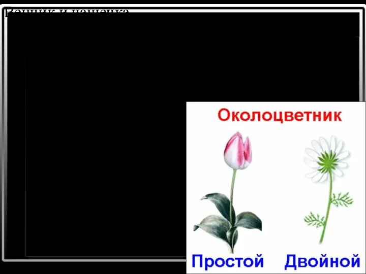 Венчик и чашечка образуют околоцветник. Околоцветник выполняет функцию защиты главных