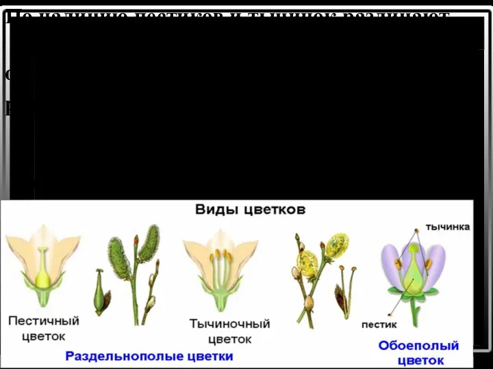 По наличию пестиков и тычинок различают цветки: обоеполые - имеется