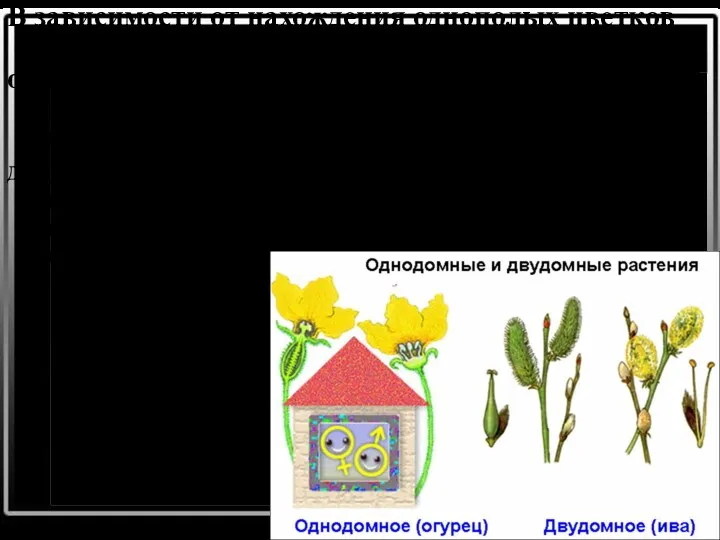 В зависимости от нахождения однополых цветков на растениях различают: однодомные