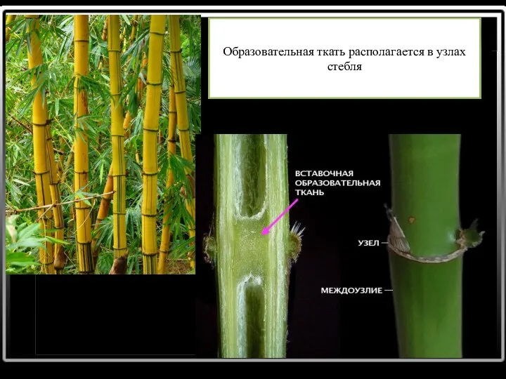 Образовательная ткать располагается в узлах стебля