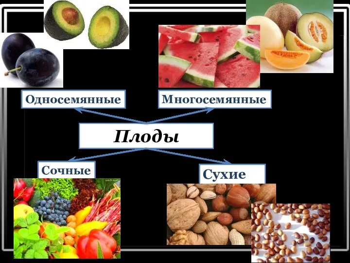 Плоды Сочные Сухие Односемянные Многосемянные