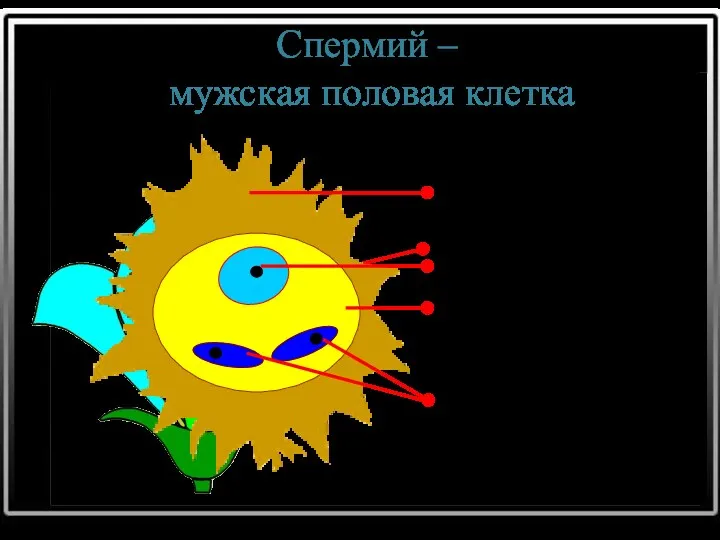 Спермий – мужская половая клетка