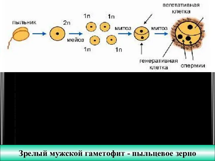 Зрелый мужской гаметофит - пыльцевое зерно Формирование спермиев В пыльниках