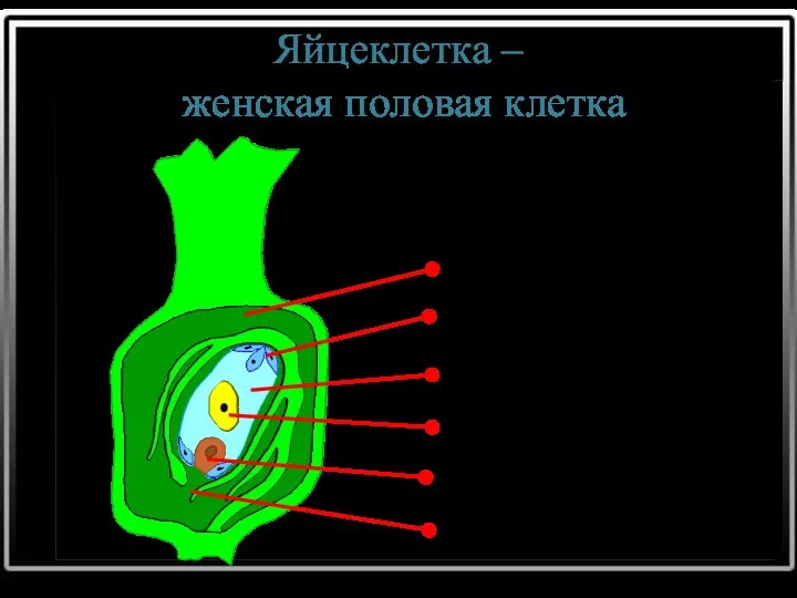 Яйцеклетка – женская половая клетка