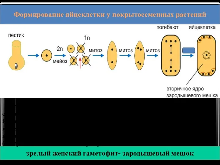 зрелый женский гаметофит- зародышевый мешок Формирование яйцеклетки у покрытосеменных растений