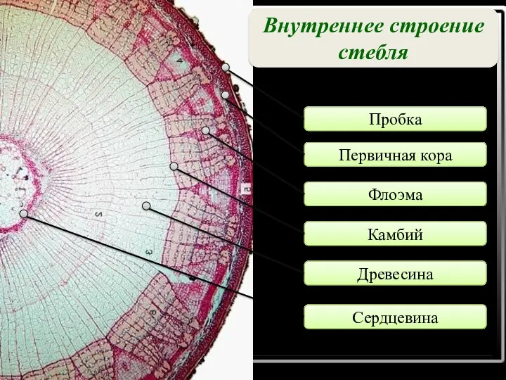 Первичная кора Флоэма Камбий Древесина Пробка Сердцевина Внутреннее строение стебля