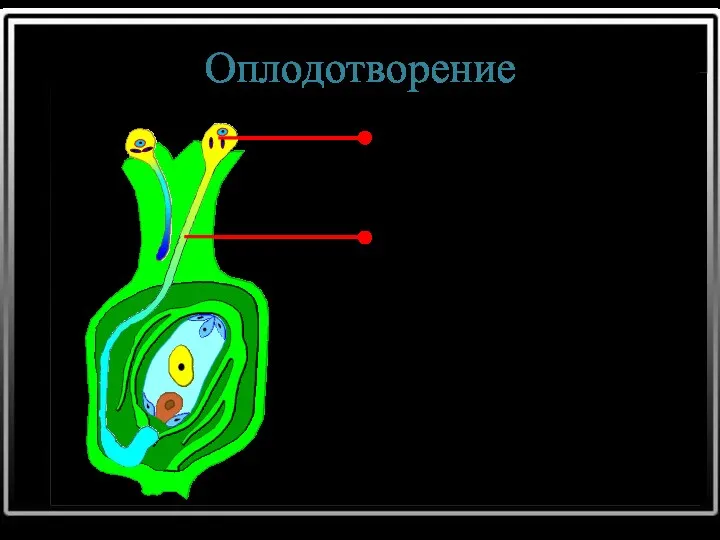 Оплодотворение