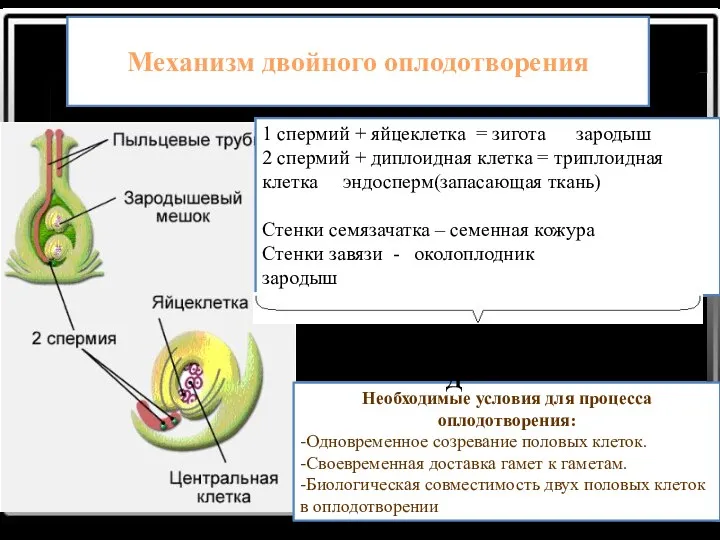 Механизм двойного оплодотворения Необходимые условия для процесса оплодотворения: -Одновременное созревание