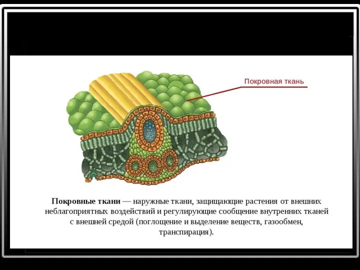 Покровная ткань Клетки плотно прилегают друг к другу.