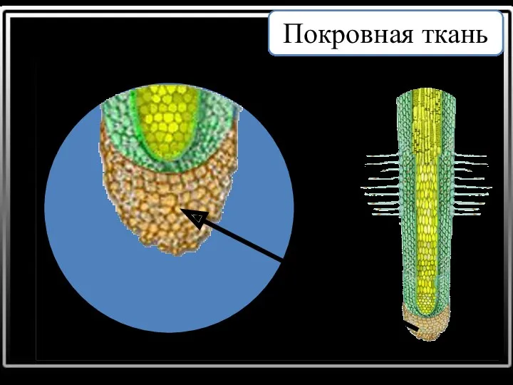 Корневой чехлик Покровная ткань