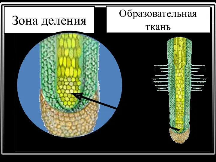 Зона деления Образовательная ткань