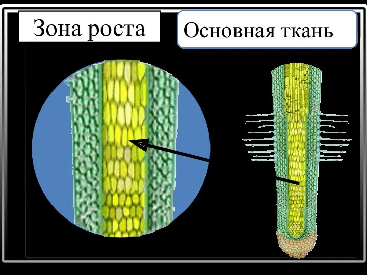 Зона роста Основная ткань