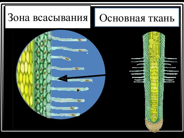 Зона всасывания Основная ткань