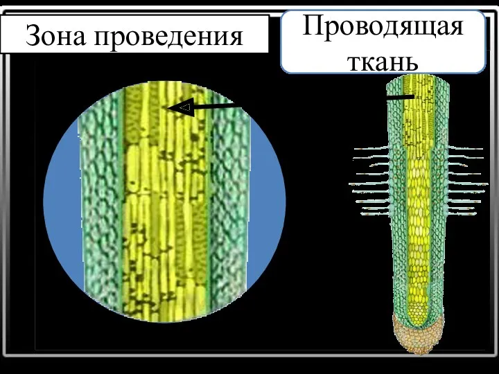 Зона проведения Проводящая ткань