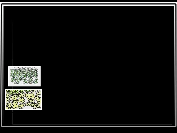 Создание и накопление веществ Клетки старые, имеют крупные вакуоли. Часто