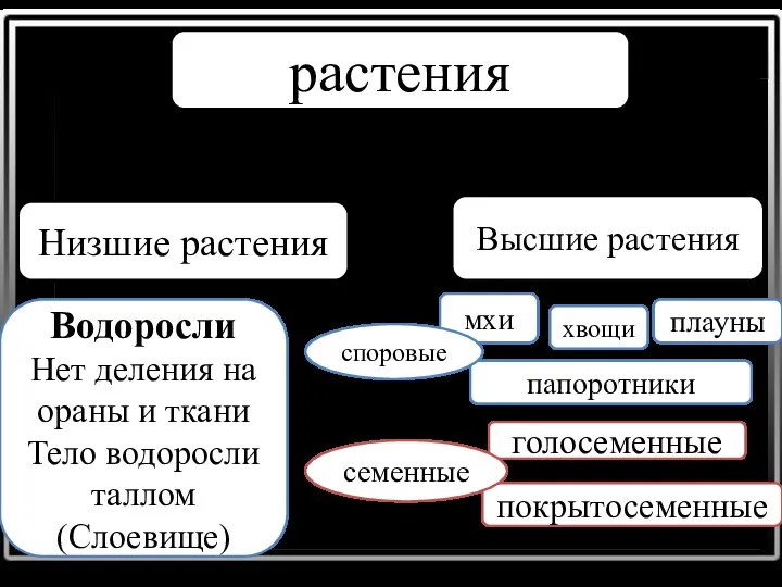 растения Низшие растения Водоросли Нет деления на ораны и ткани