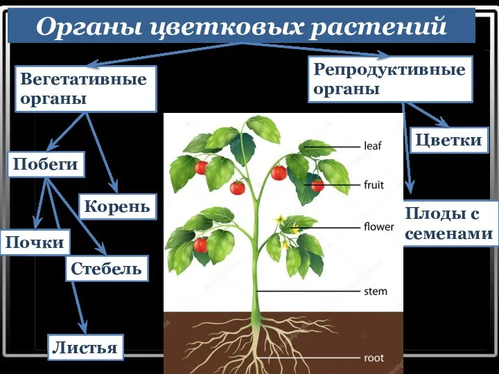 Органы цветковых растений Побеги Цветки Листья Плоды с семенами Корень Репродуктивные органы Вегетативные органы Стебель Почки