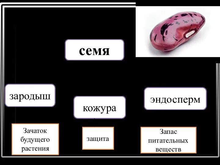 семя зародыш кожура эндосперм Зачаток будущего растения защита Запас питательных веществ