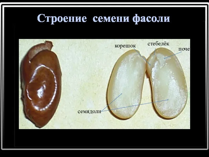 семенная кожура зародыш стебелёк семядоли почечка корешок Строение семени фасоли