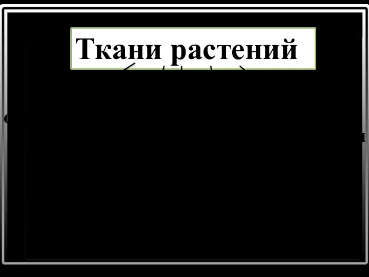 Ткани растений образовательная механическая покровная проводящая основная