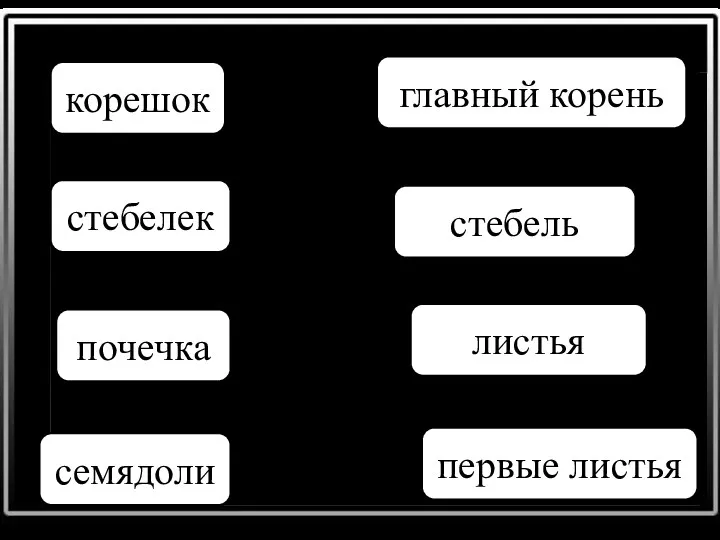 корешок главный корень стебелек стебель почечка листья семядоли первые листья