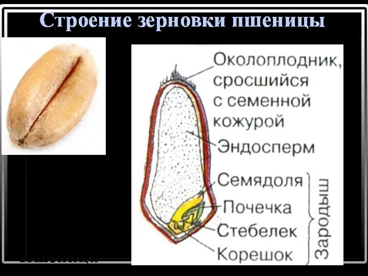 Строение зерновки пшеницы Пшеница