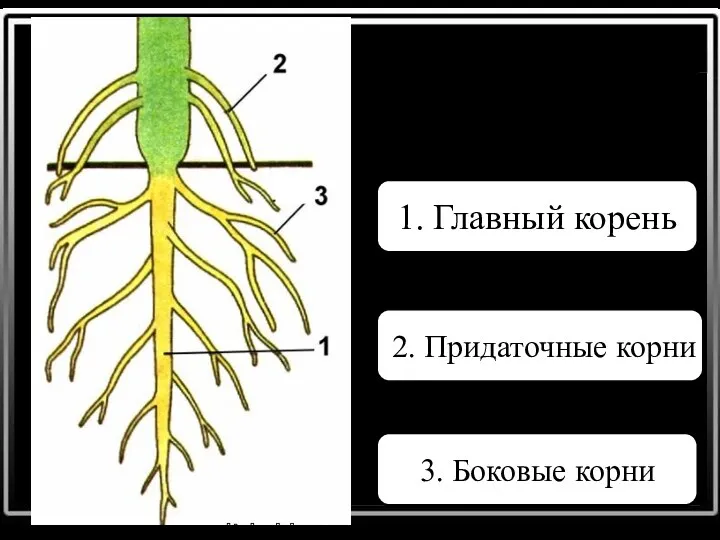 Виды корней 1. Главный корень 2. Придаточные корни 3. Боковые корни