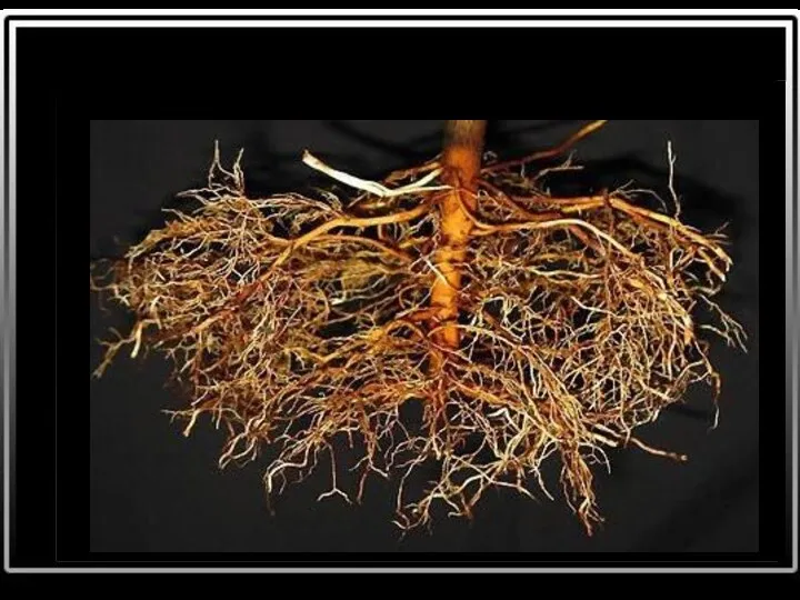 Корневая система - это все корни одного растения.