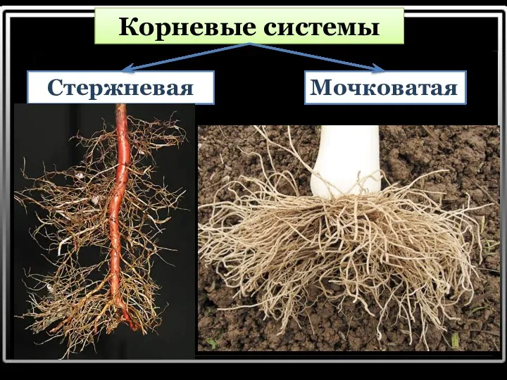 Корневые системы Мочковатая Стержневая