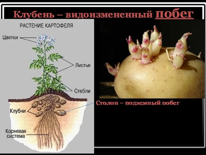 Клубень – видоизмененный побег Столон – подземный побег