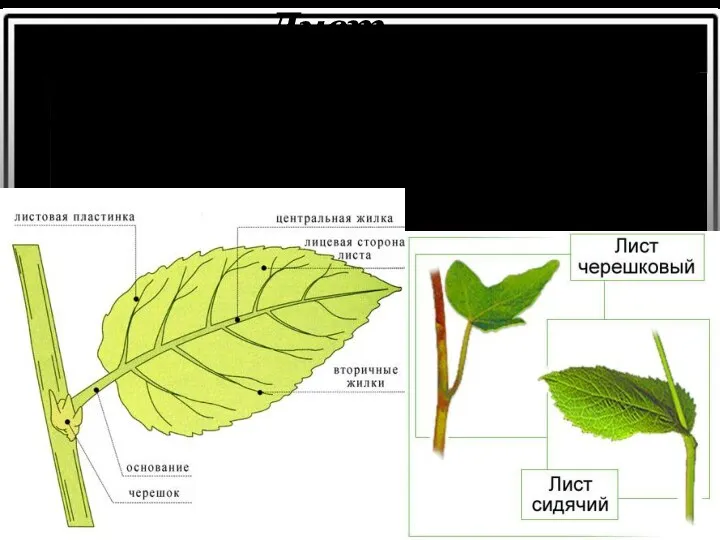 Лист Листья – боковые органы побега. Они выполняют важнейшую функцию