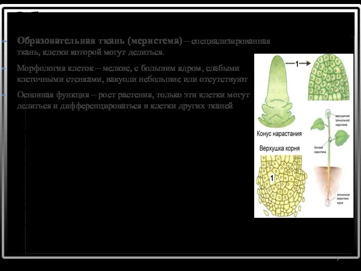 Образовательные ткани Образовательная ткань (меристема) – специализированная ткань, клетки которой