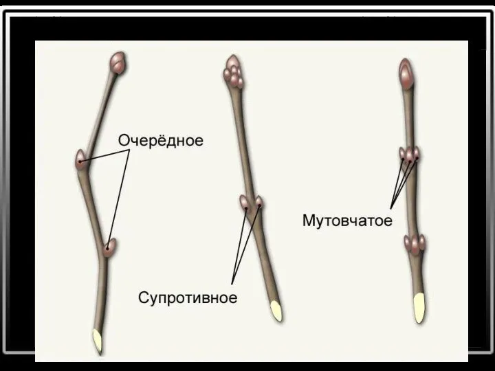 РАСПОЛОЖЕНИЕ ПОЧЕК НА СТЕБЛЕ