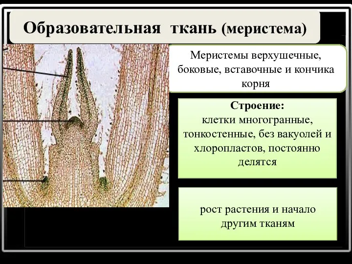 рост растения и начало другим тканям Образовательная ткань (меристема) Меристемы