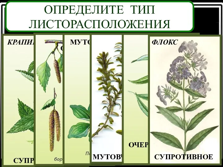 ОПРЕДЕЛИТЕ ТИП ЛИСТОРАСПОЛОЖЕНИЯ СУПРОТИВНОЕ ОЧЕРЁДНОЕ МУТОВЧАТОЕ МУТОВЧАТОЕ ОЧЕРЁДНОЕ СУПРОТИВНОЕ