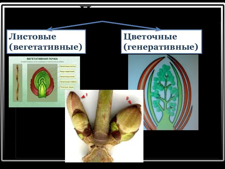 Почки Листовые (вегетативные) Цветочные (генеративные)