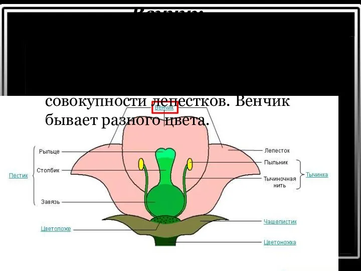 Венчик Венчик — это часть околоцветника, расположенная внутри чашечки. Он