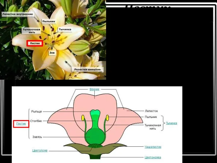 Пестик Пестик — располагается в середине (или центре) цветка. Он