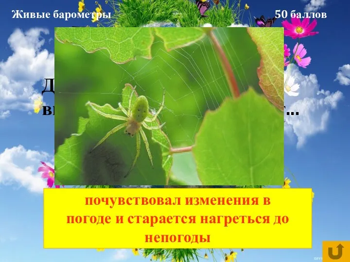 Живые барометры 50 баллов Днем, в самую жару, паук вышел на охоту -