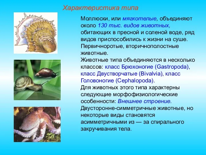 Характеристика типа Моллюски, или мягкотелые, объединяют около 130 тыс. видов