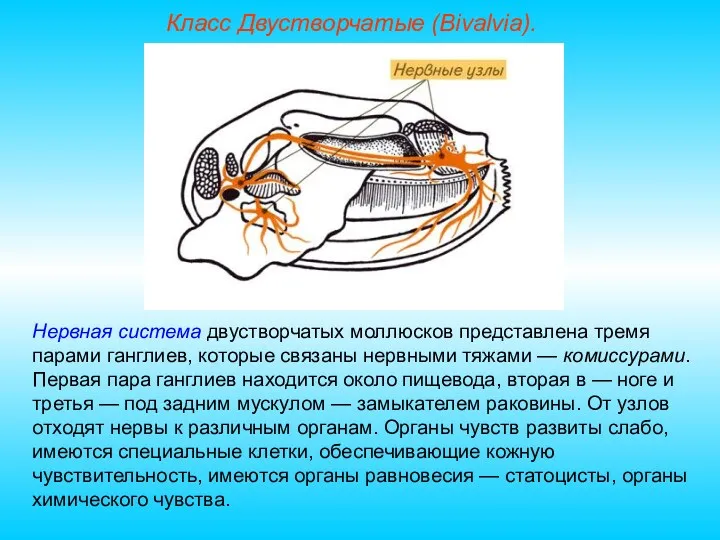 Класс Двустворчатые (Bivalvia). Нервная система двустворчатых моллюсков представлена тремя парами