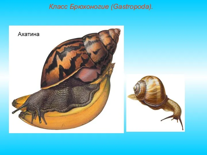 Класс Брюхоногие (Gastropoda).